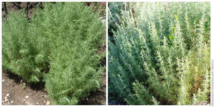 Полыни для дачи. Фото автора