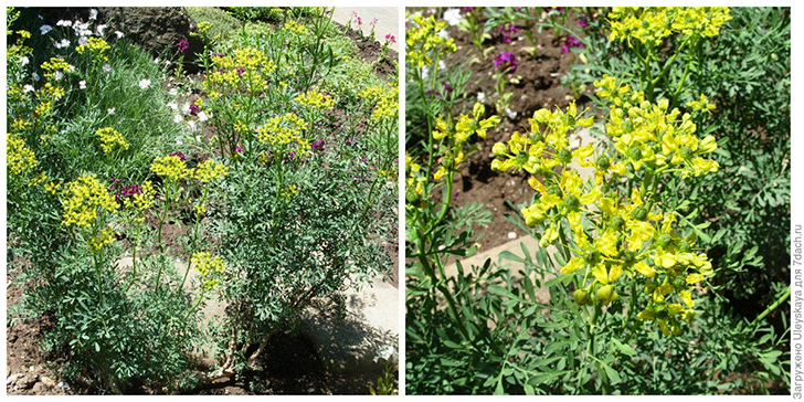 Рута душистая. Фото автора