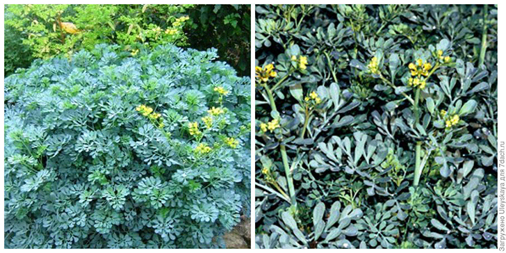 Рута душистая Jackmans Blue, внешний вид. Фото с сайта ru.pinterest.com. Побеги крупным планом. Фото с сайта rhs.org.uk.