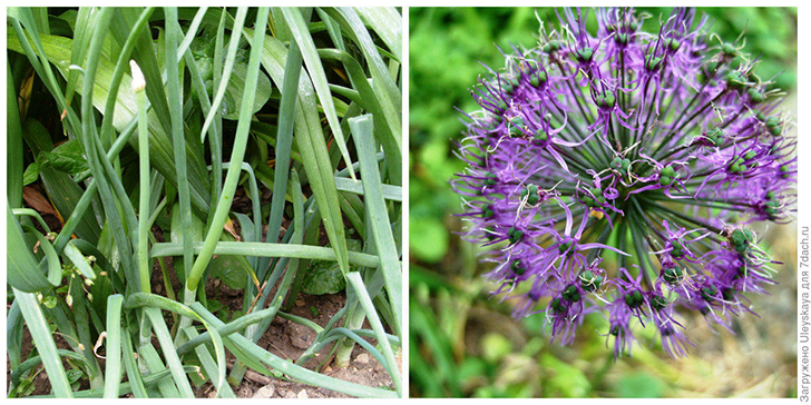 Луки-репелленты. Фото автора