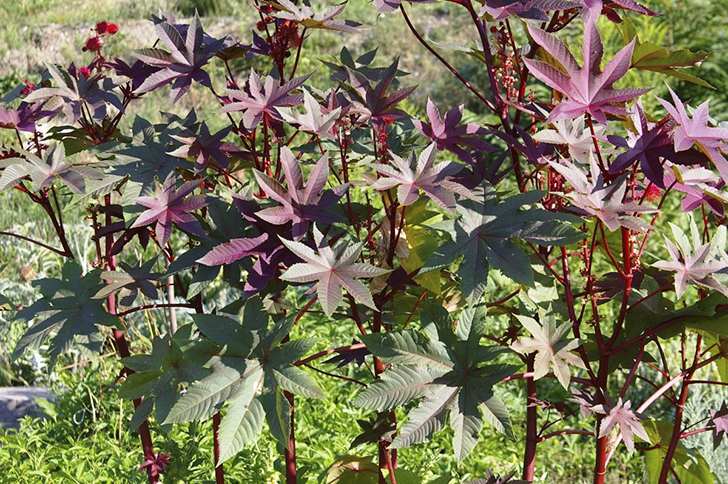 Клещевина и репеллент, и растение-ширма. Фото автора