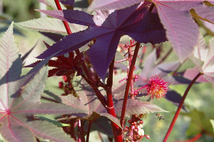 Клещевина обыкновенная отгонит от туалета мух. Фото автора