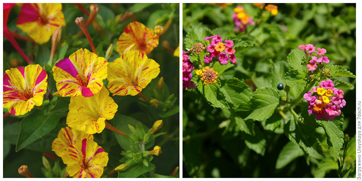 Цветочные репелленты — ночная красавица и лантана. Фото автора