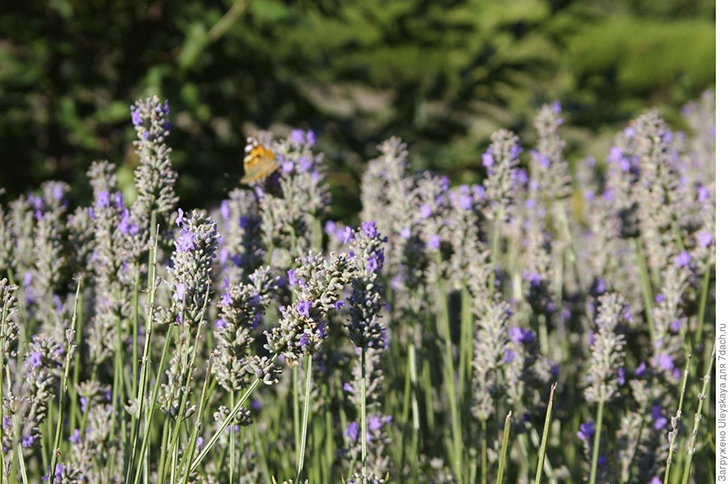 Лаванда узколистная. Фото автора