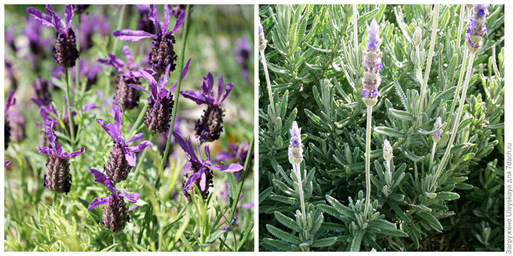 Лаванда стэхадская и лаванда зубчатая. Фото автора