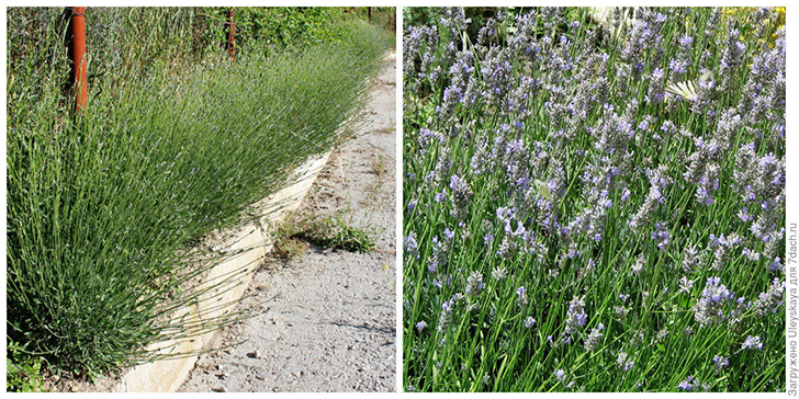 Бордюр из лавандина и лавандин в цветении. Фото автора