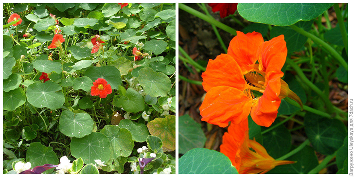 Настурция большая. Фото автора