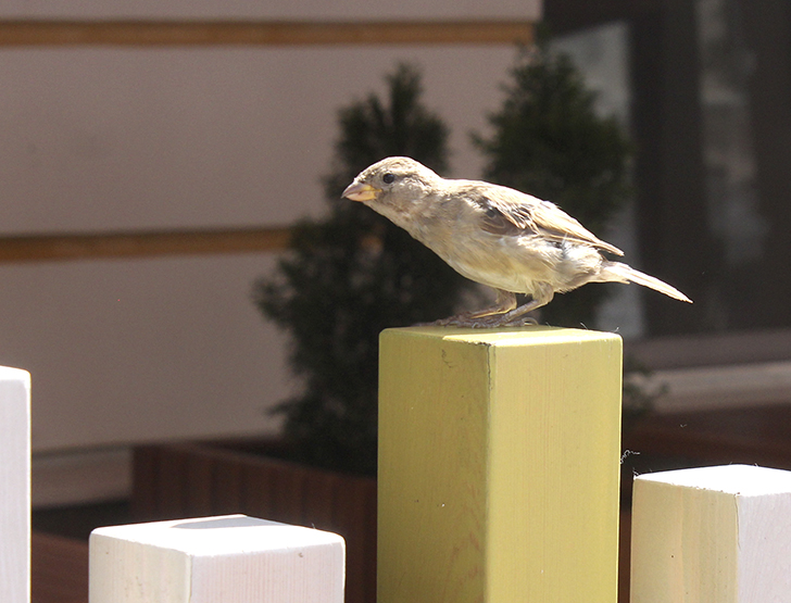 г.Тверь (фото В.Кузьмин, июль, 2025)