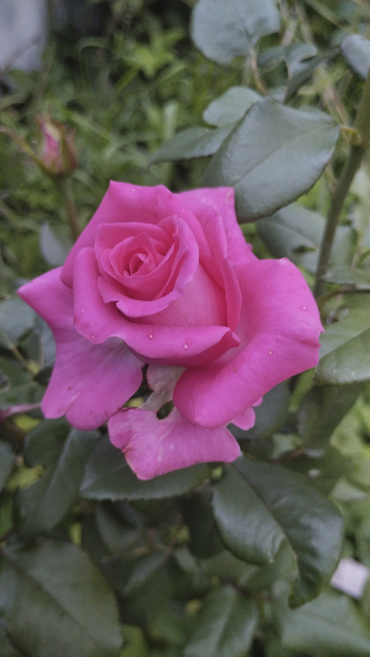 Фото В.Кузьмин (лето, 2025)