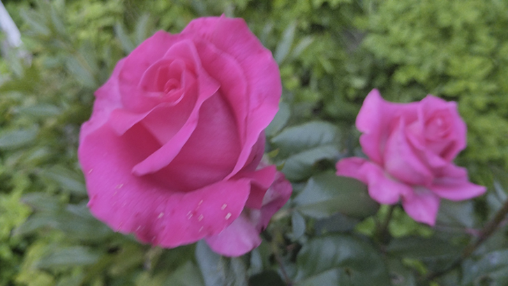 Фото В.Кузьмин (лето, 2025)