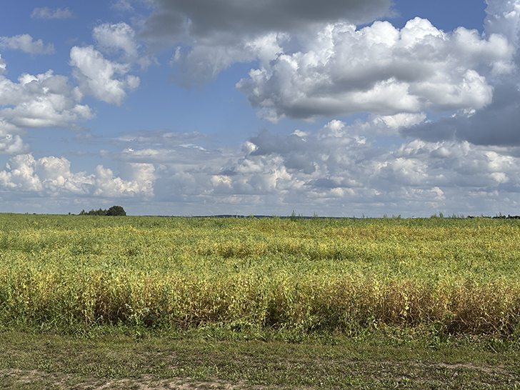 В живописном городе Болхов (фото Олег Д., июль, 2025)