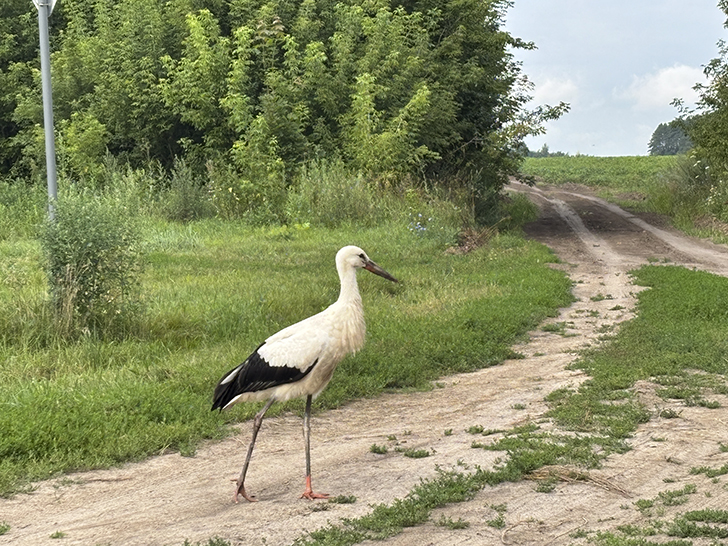 Усадьба Каменских: величественный архитектурный памятник Орловщины (фото Олег Д., июль, 2025)