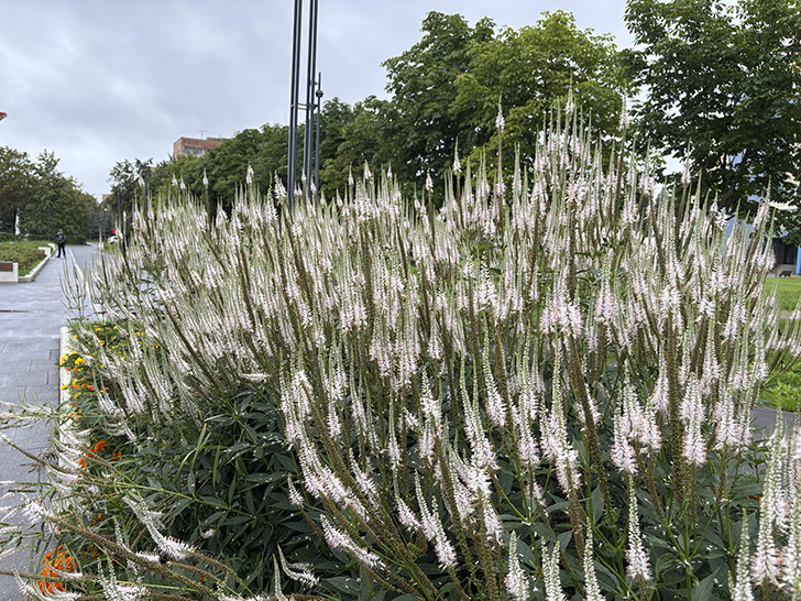 Ступино: путешествие сквозь облака истории и авиации (фото Олег Д., август, 2025)