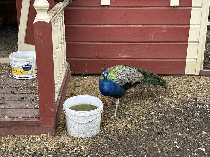 Старая Татарская слобода (фото Олег Д., июль, 2024)