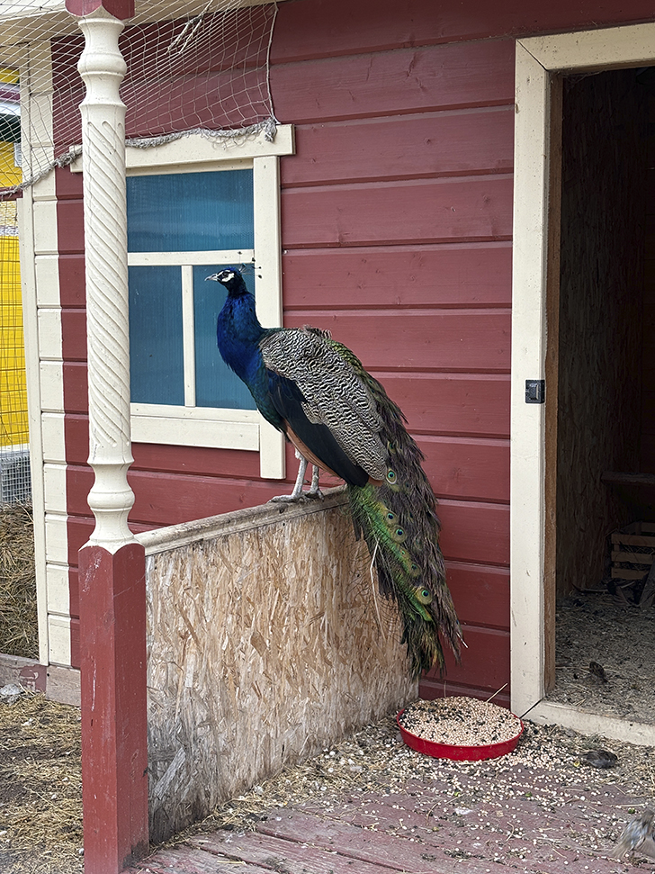 Старая Татарская слобода (фото Олег Д., июль, 2024)