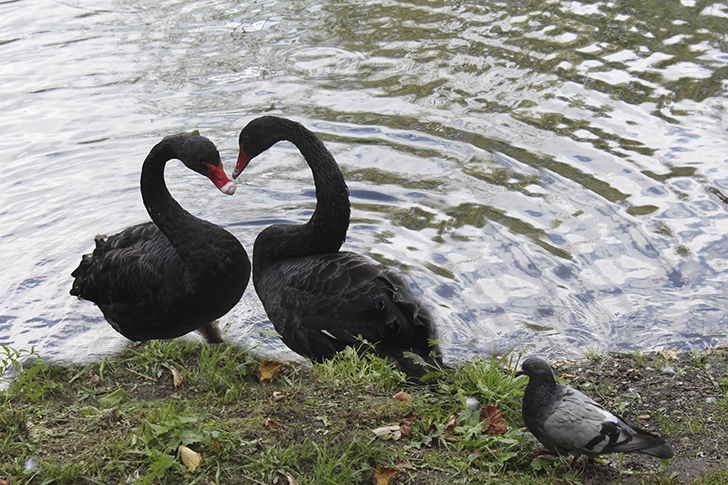 Фото В.Кузьмин (лето, 2025)