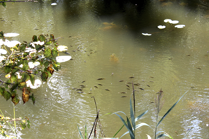 Фото В.Кузьмин (лето, 2025)