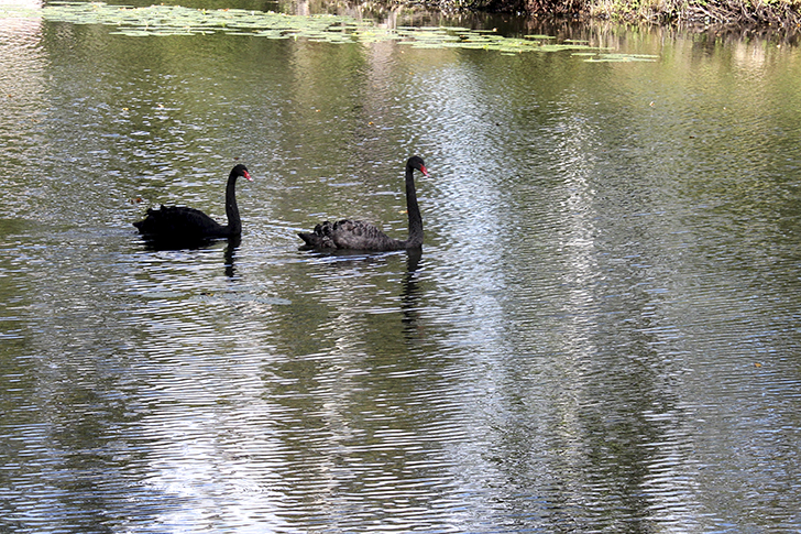 Фото В.Кузьмин (лето, 2025)