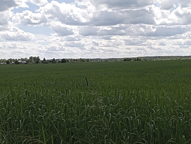 Поля вдоль леса деревни Чернятино (фото В.Молодцова, лето, 2025)