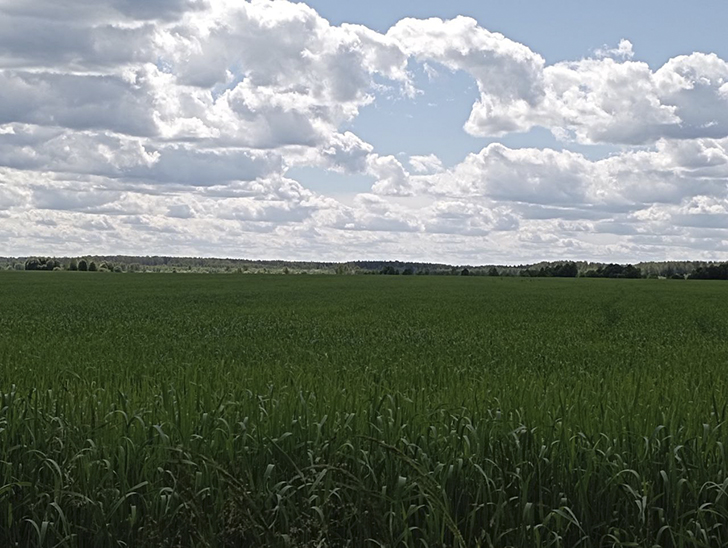 Поля вдоль леса деревни Чернятино (фото В.Молодцова, лето, 2025)