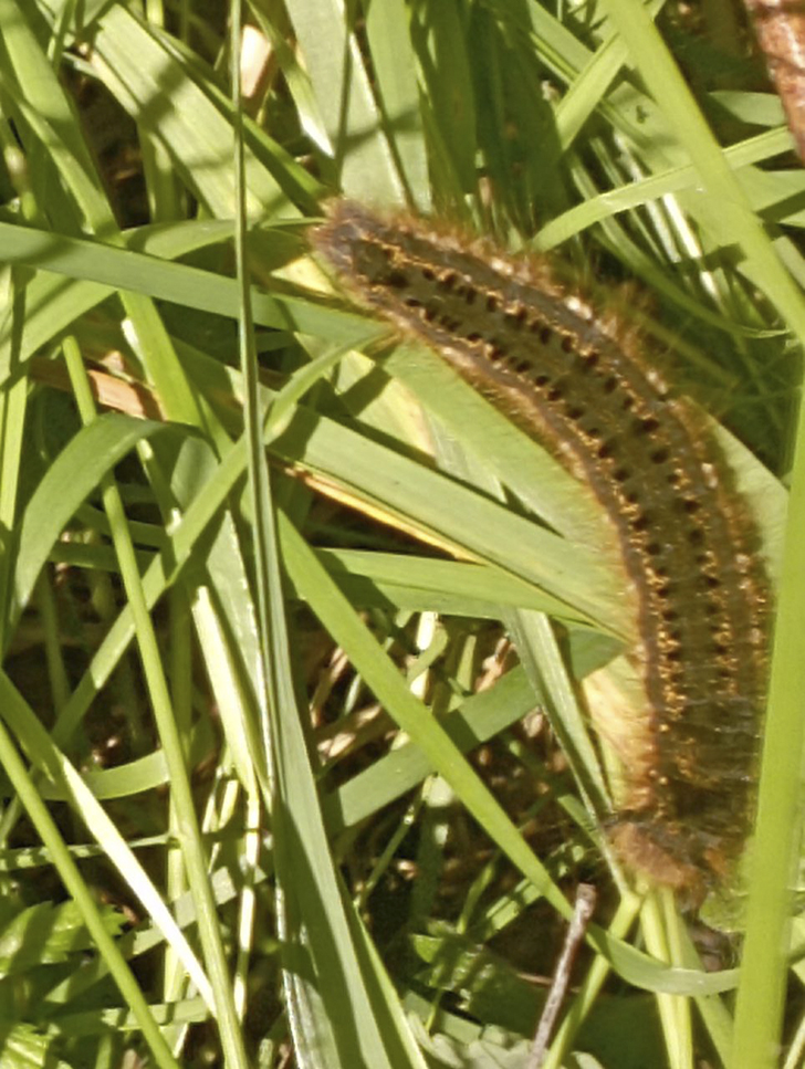 Поля вдоль леса деревни Чернятино (фото В.Молодцова, лето, 2025)