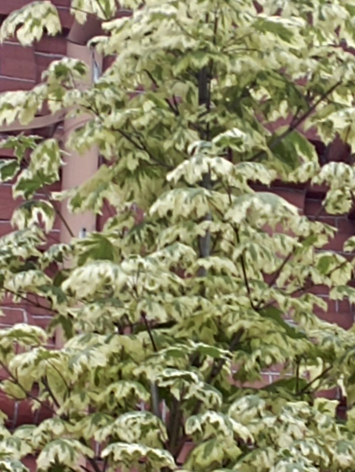 Расписные деревья клёна на Советской площади г. Клин (фото В.Молодцова, лето, 2025)