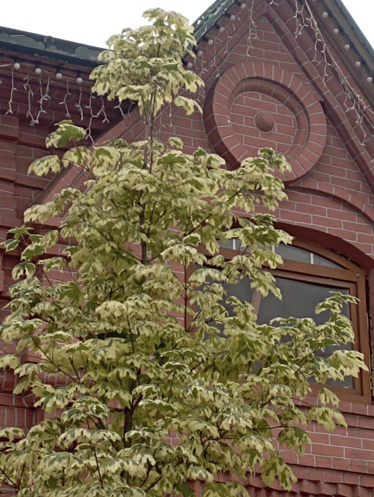 Расписные деревья клёна на Советской площади г. Клин (фото В.Молодцова, лето, 2025)