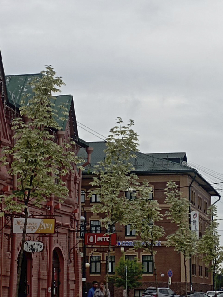 Расписные деревья клёна на Советской площади г. Клин (фото В.Молодцова, лето, 2025)