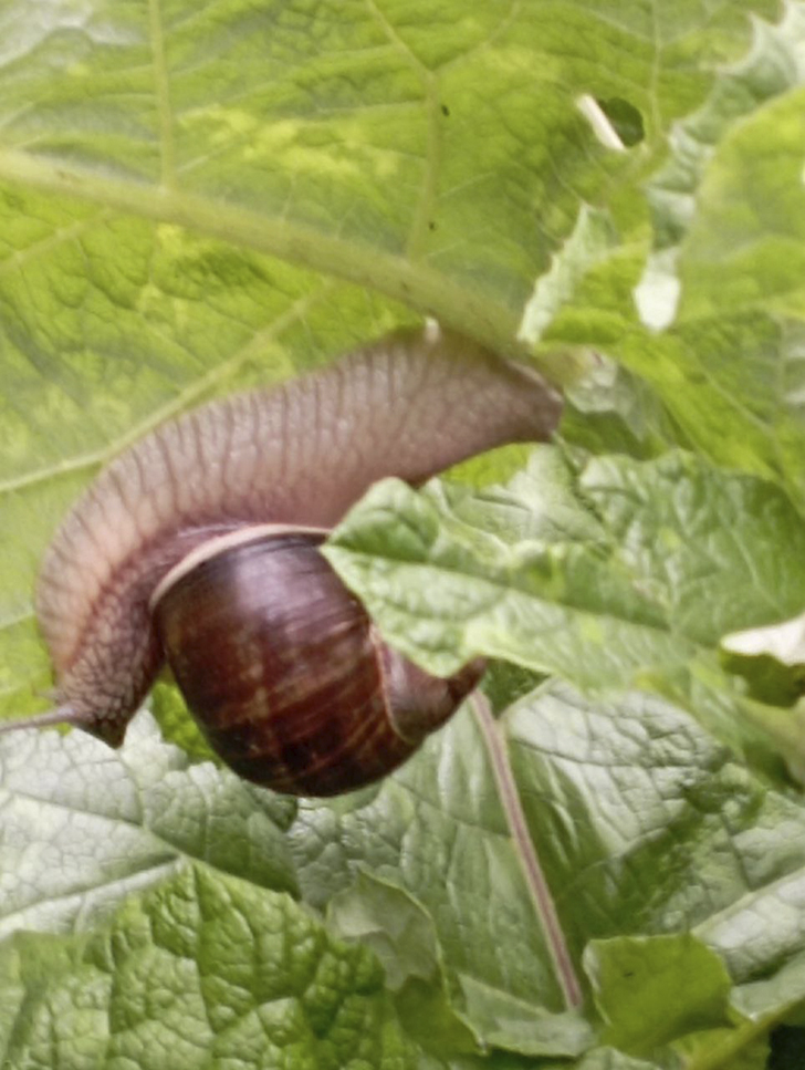 Необычное видение в обычном (Фото В.Молодцова, июль, 2025)