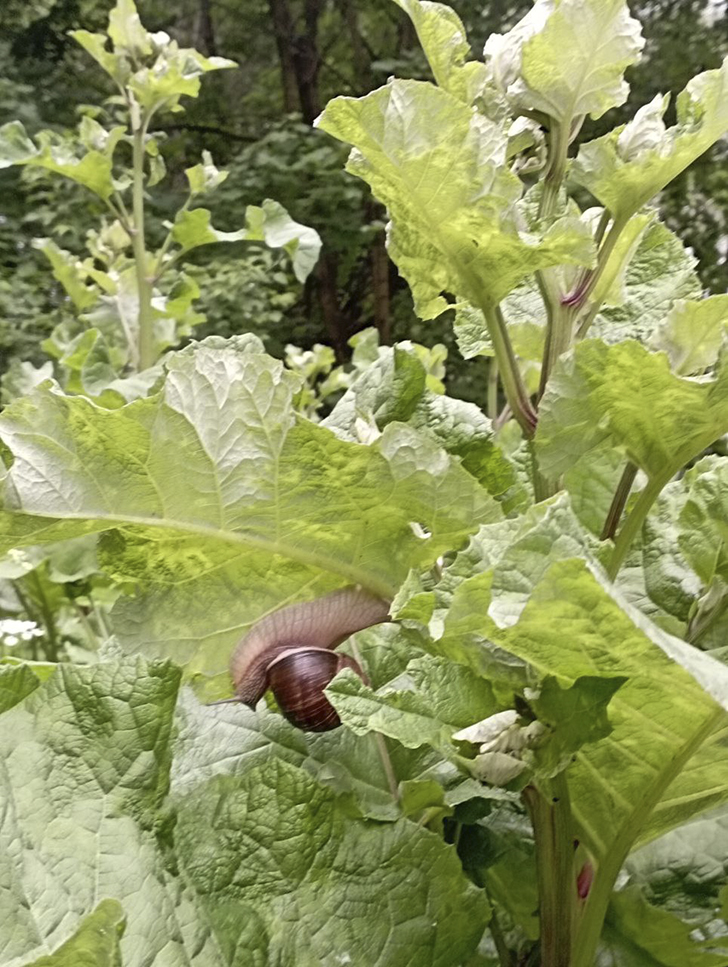 Необычное видение в обычном (Фото В.Молодцова, июль, 2025)