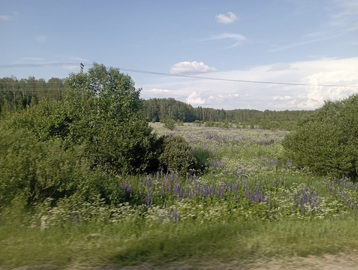 Необычное видение в обычном (Фото В.Молодцова, июль, 2025)