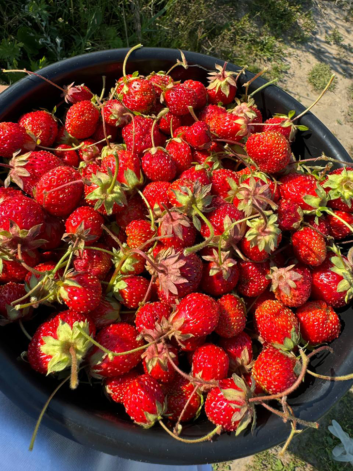 Клубничные поля деревни Слобода (Фото В.Молодцова, июль, 2025)