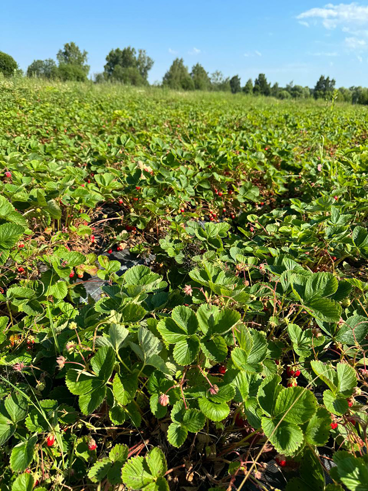 Клубничные поля деревни Слобода (Фото В.Молодцова, июль, 2025)