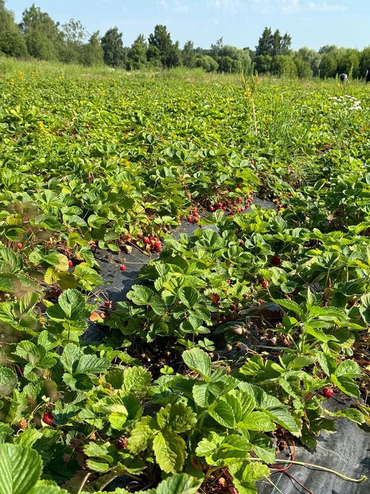 Клубничные поля деревни Слобода (Фото В.Молодцова, июль, 2025)