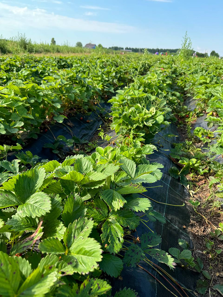 Клубничные поля деревни Слобода (Фото В.Молодцова, июль, 2025)