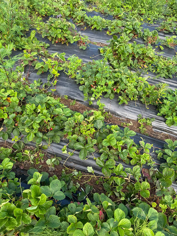 Клубничные поля деревни Слобода (Фото В.Молодцова, июль, 2025)