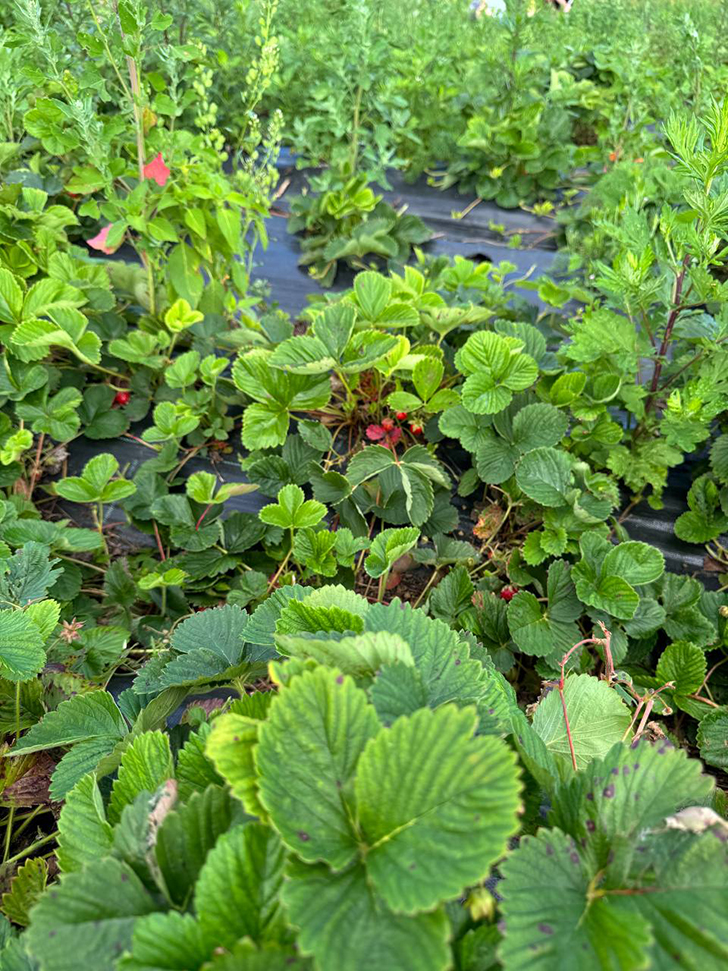 Клубничные поля деревни Слобода (Фото В.Молодцова, июль, 2025)