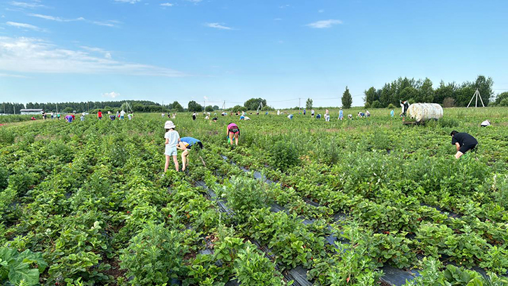 Клубничные поля деревни Слобода (Фото В.Молодцова, июль, 2025)