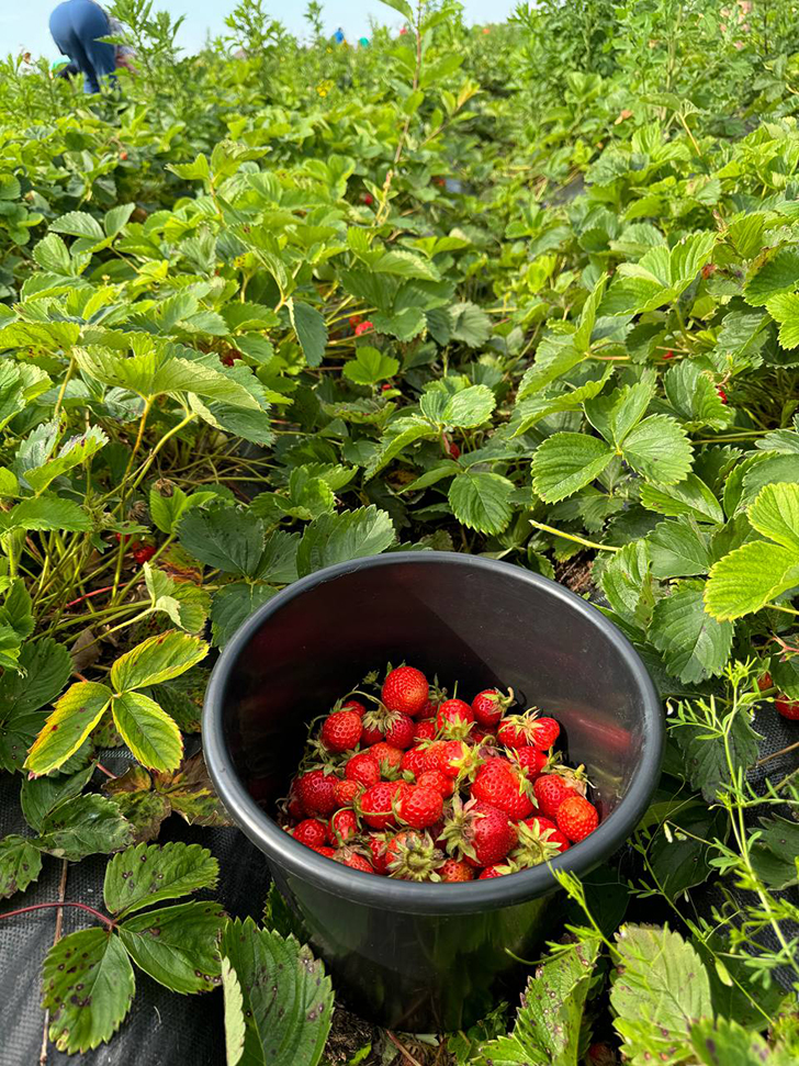 Клубничные поля деревни Слобода (Фото В.Молодцова, июль, 2025)