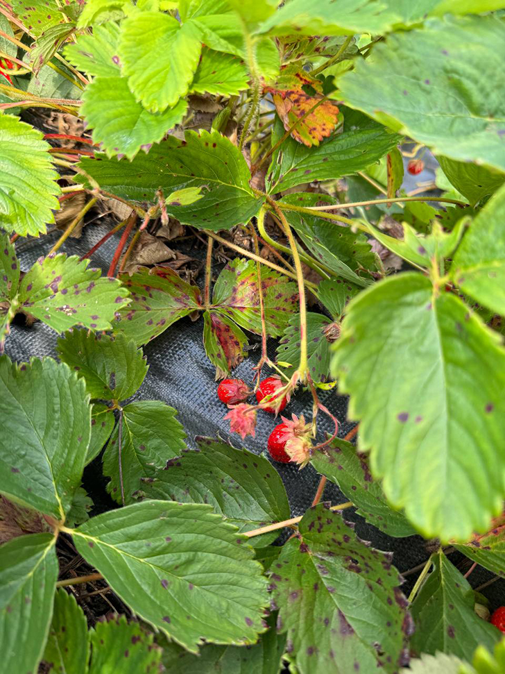 Клубничные поля деревни Слобода (Фото В.Молодцова, июль, 2025)