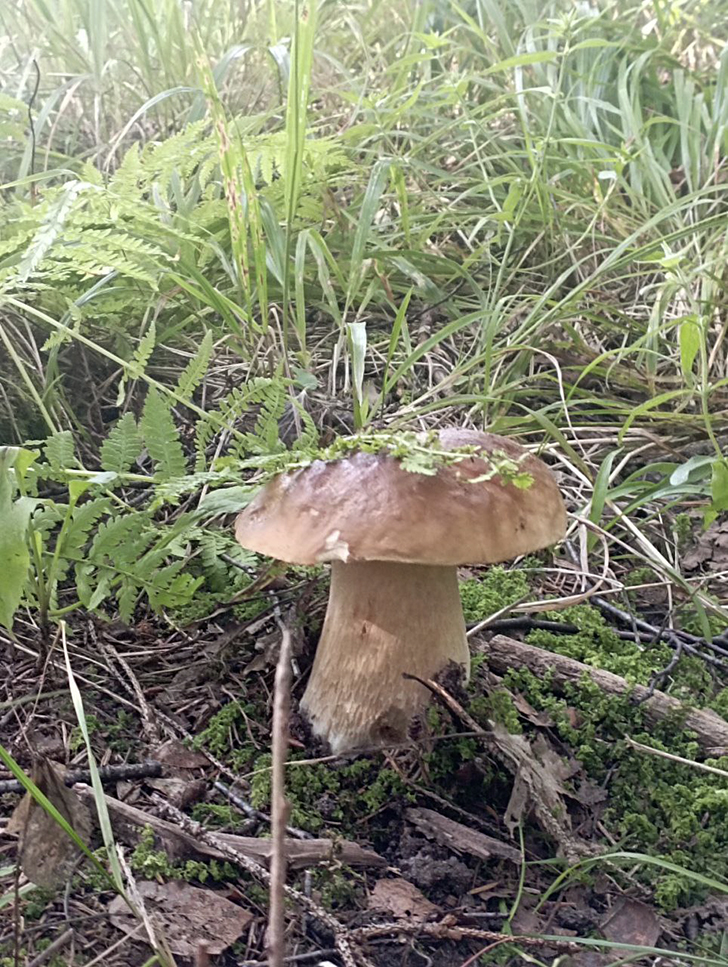 Воскресные лесные красоты в летний зной. Деревня Чернятино (Фото В.Молодцова, июль, 2025)