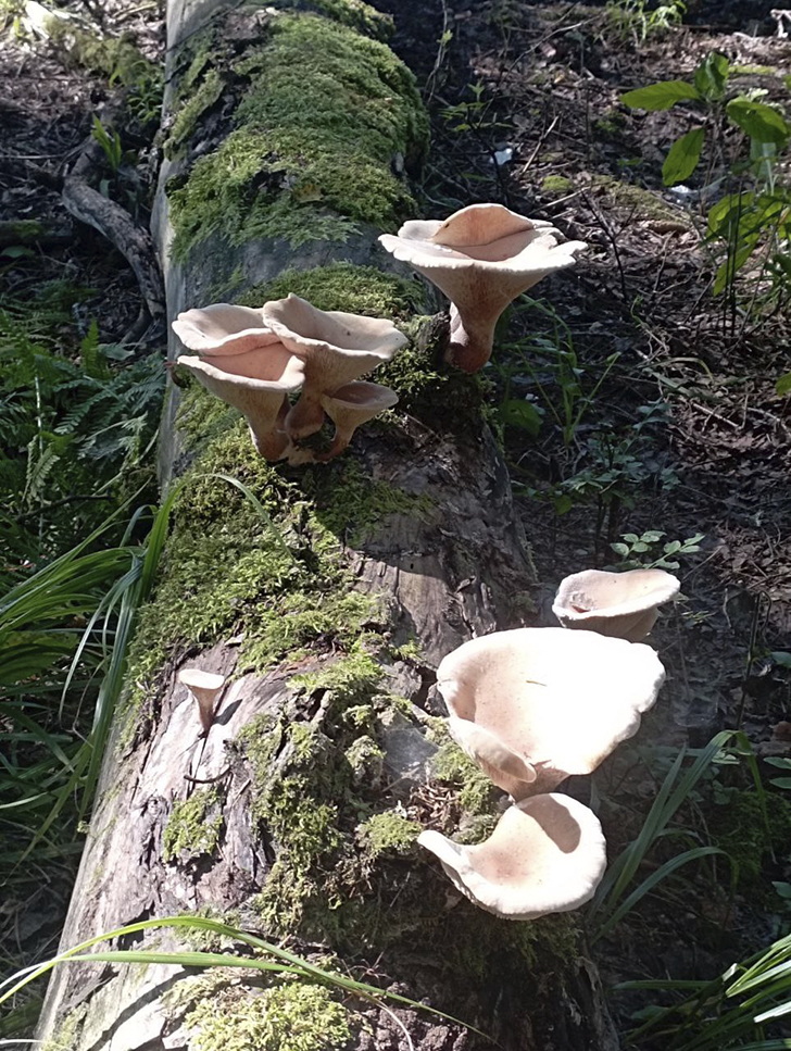 Воскресные лесные красоты в летний зной. Деревня Чернятино (Фото В.Молодцова, июль, 2025)