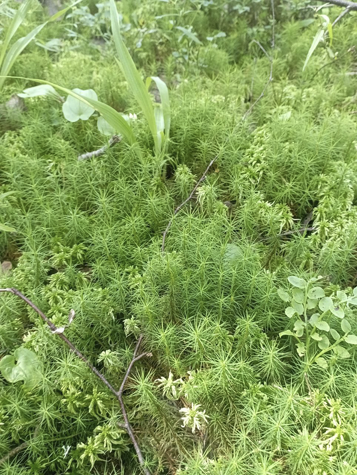 Воскресные лесные красоты в летний зной. Деревня Чернятино (Фото В.Молодцова, июль, 2025)