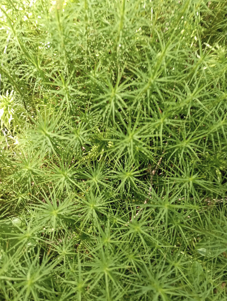 Воскресные лесные красоты в летний зной. Деревня Чернятино (Фото В.Молодцова, июль, 2025)