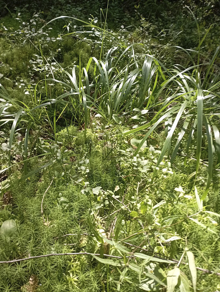 Воскресные лесные красоты в летний зной. Деревня Чернятино (Фото В.Молодцова, июль, 2025)