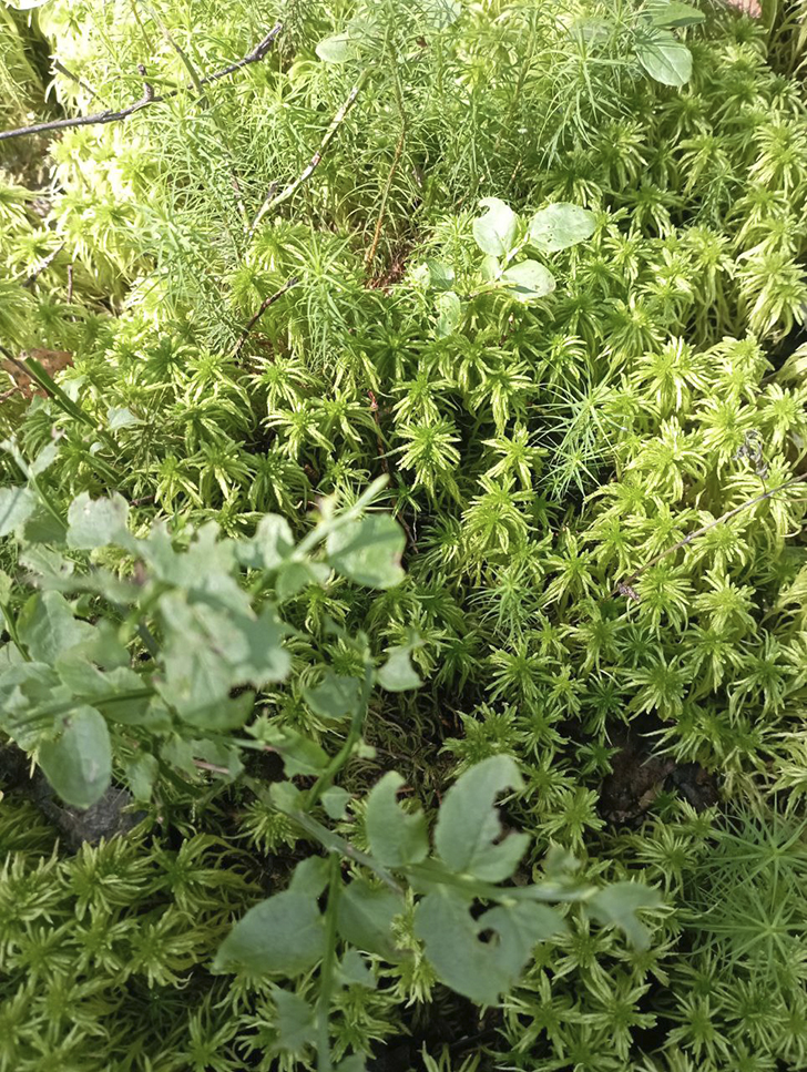 Воскресные лесные красоты в летний зной. Деревня Чернятино (Фото В.Молодцова, июль, 2025)