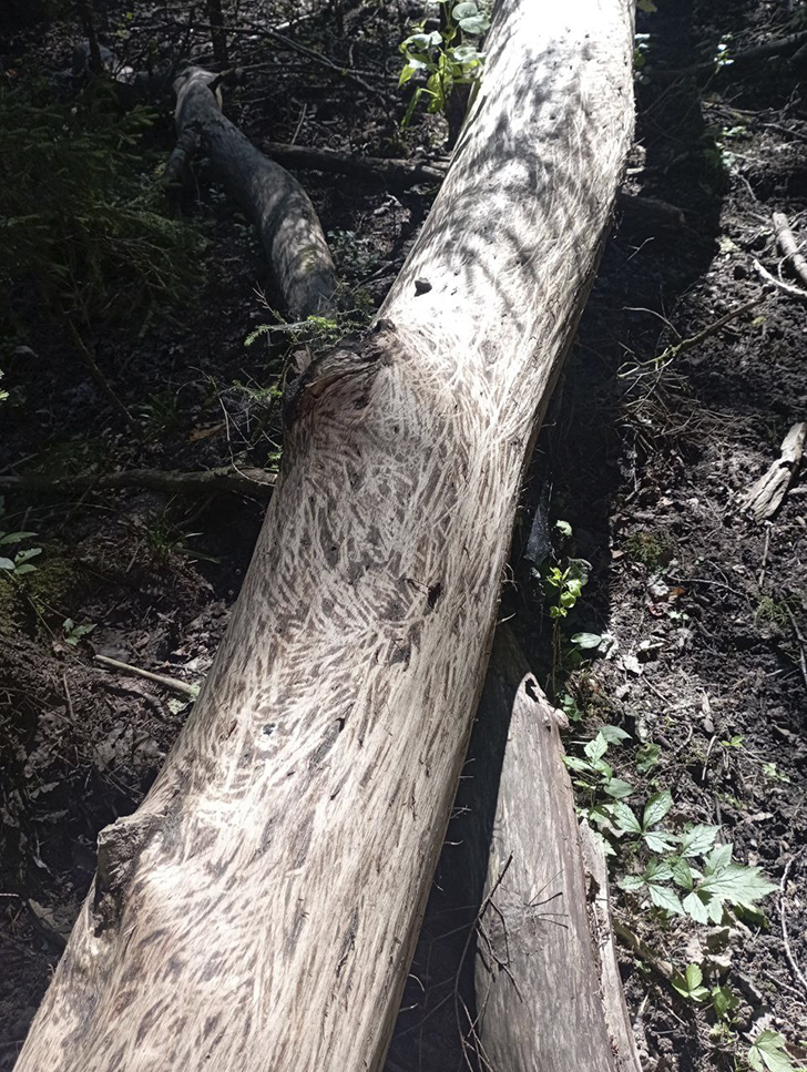 Воскресные лесные красоты в летний зной. Деревня Чернятино (Фото В.Молодцова, июль, 2025)