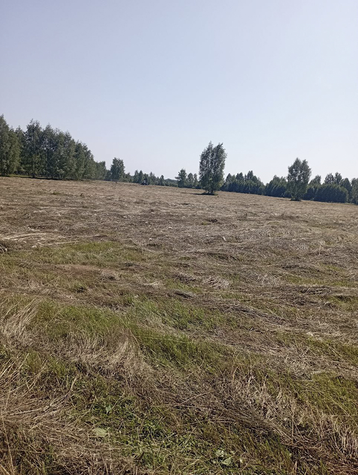 Воскресные лесные красоты в летний зной. Деревня Чернятино (Фото В.Молодцова, июль, 2025)