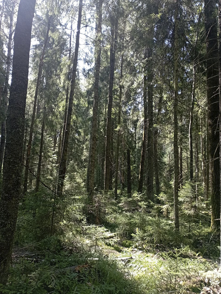 Воскресные лесные красоты в летний зной. Деревня Чернятино (Фото В.Молодцова, июль, 2025)