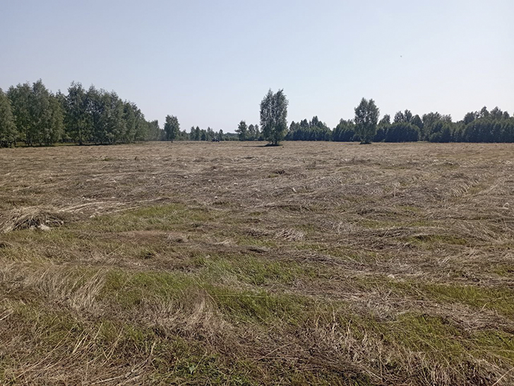 Воскресные лесные красоты в летний зной. Деревня Чернятино (Фото В.Молодцова, июль, 2025)